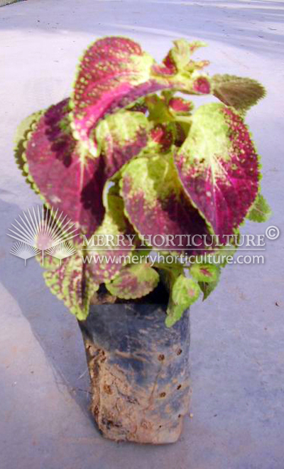 Solenostemon scutellarioides 'Coleus blumei'